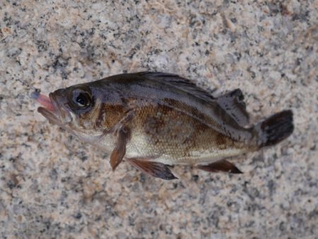 メバルと戯れる